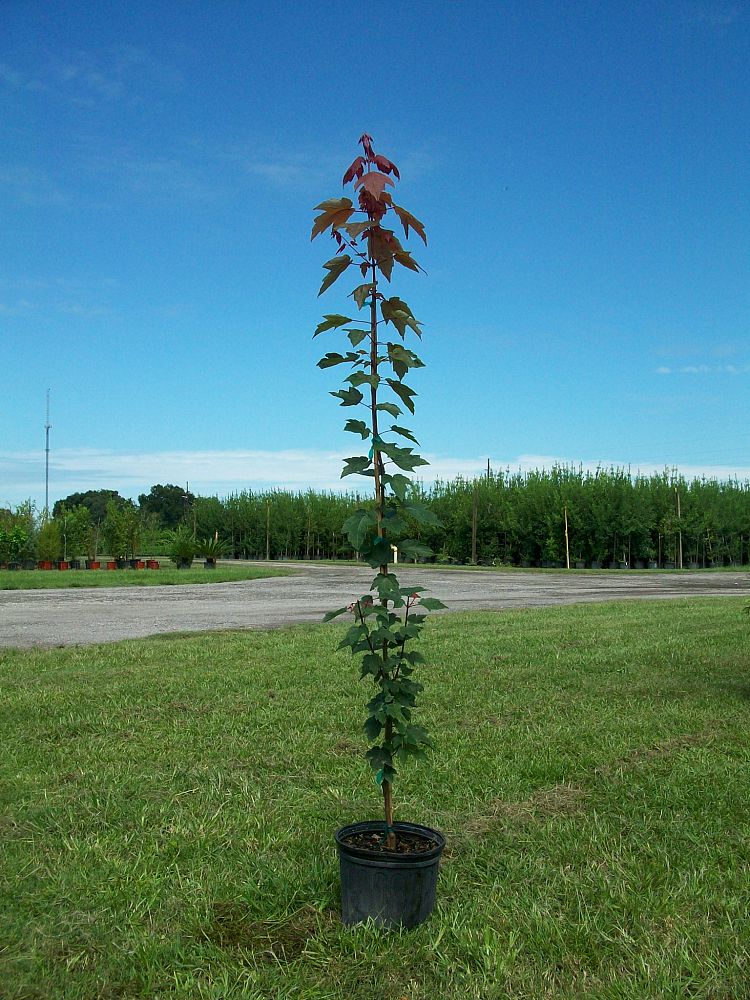 acer-rubrum-florida-flame-red-maple
