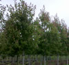 acer-rubrum-florida-flame-red-maple