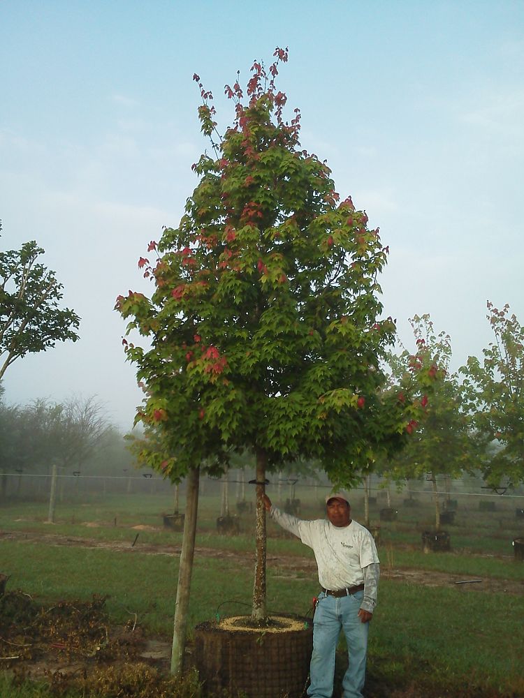 acer-rubrum-florida-flame-red-maple