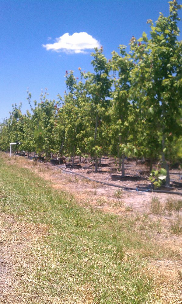 acer-rubrum-florida-flame-red-maple