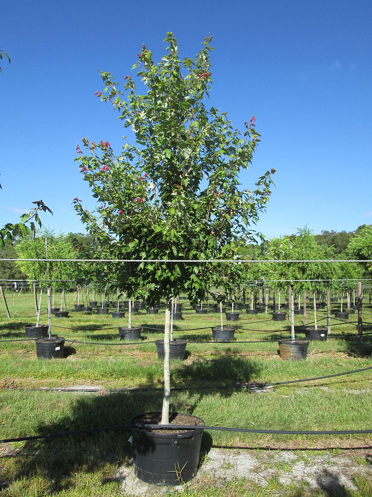 acer-rubrum-florida-flame-red-maple