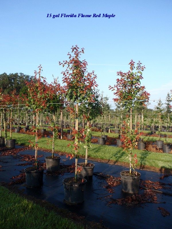 acer-rubrum-florida-flame-red-maple