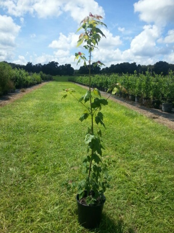 acer-rubrum-florida-flame-red-maple