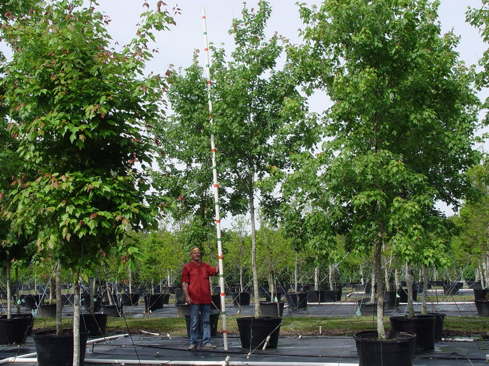 acer-rubrum-florida-flame-red-maple