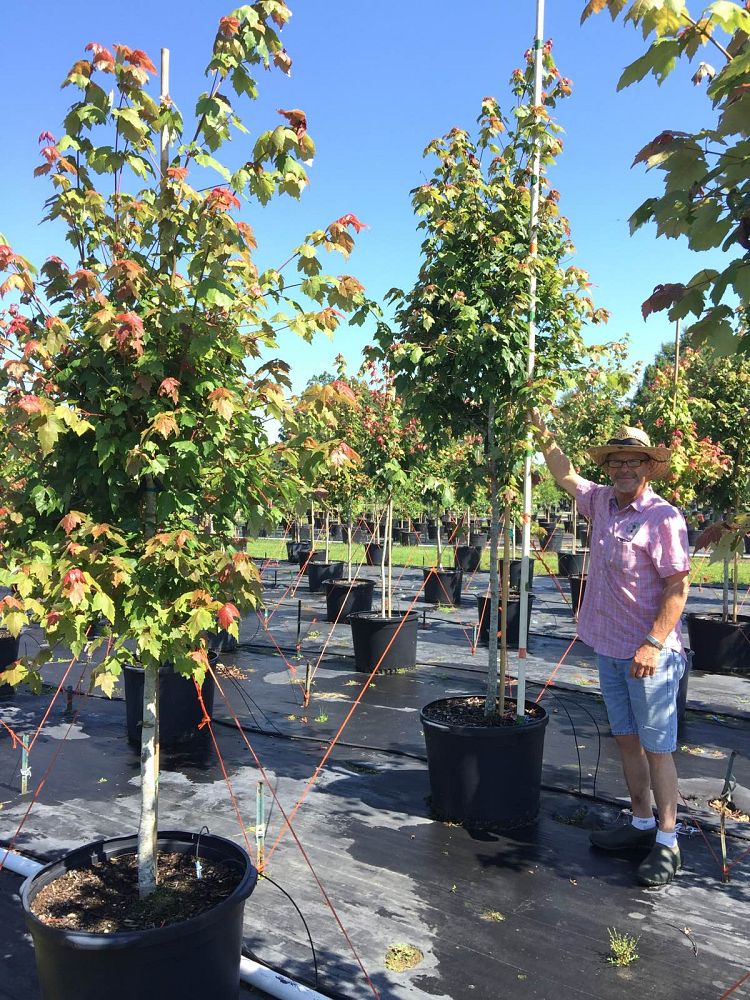 acer-rubrum-florida-flame-red-maple