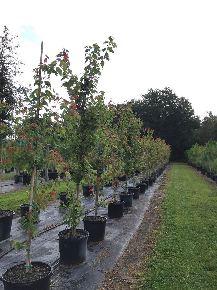 acer-rubrum-florida-flame-red-maple