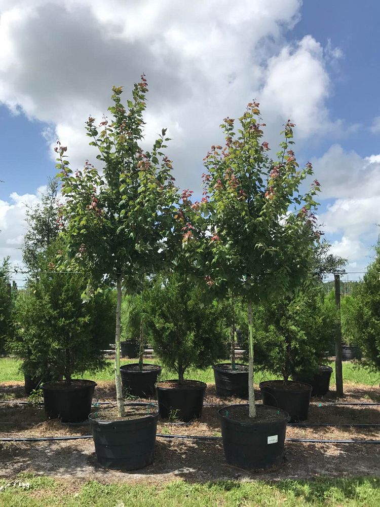 acer-rubrum-florida-flame-red-maple