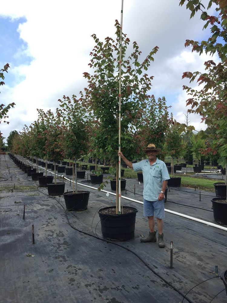 acer-rubrum-florida-flame-red-maple