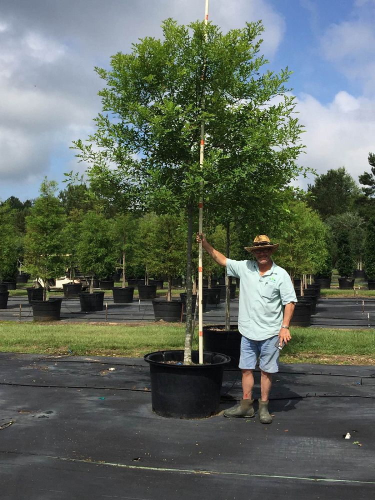 acer-rubrum-florida-flame-red-maple