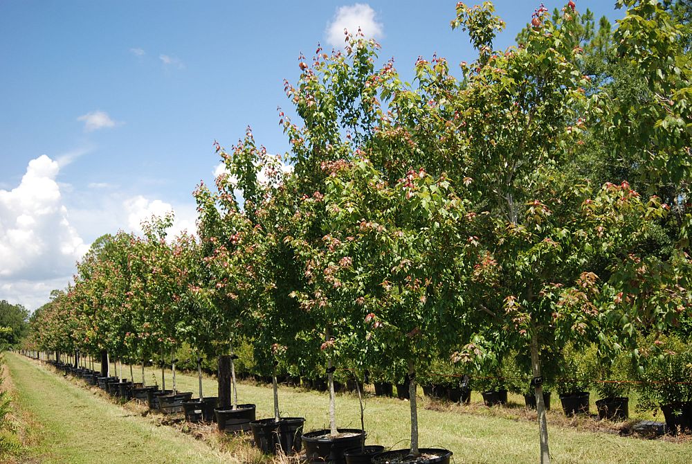acer-rubrum-florida-flame-red-maple