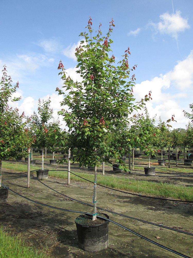 acer-rubrum-florida-flame-red-maple