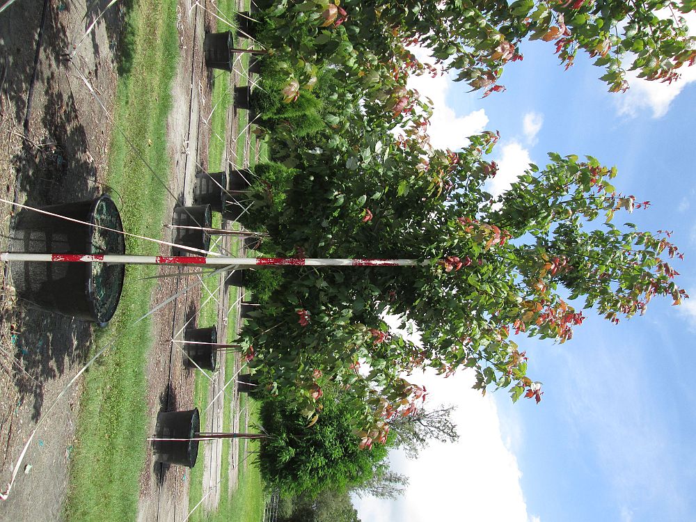 acer-rubrum-florida-flame-red-maple