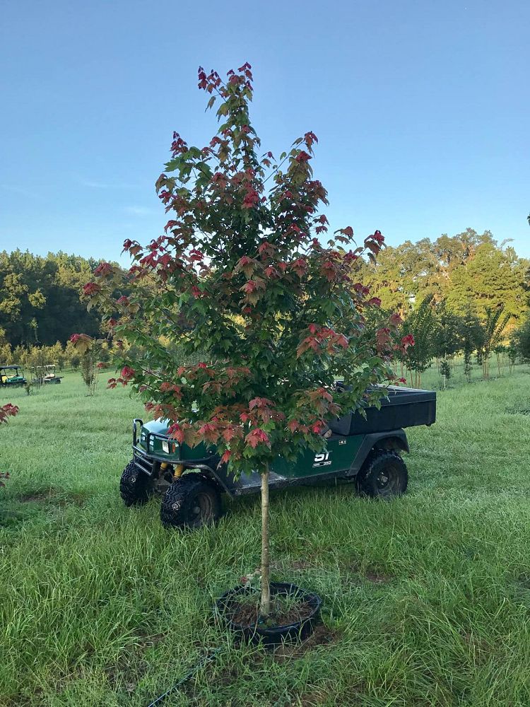 acer-rubrum-florida-flame-red-maple