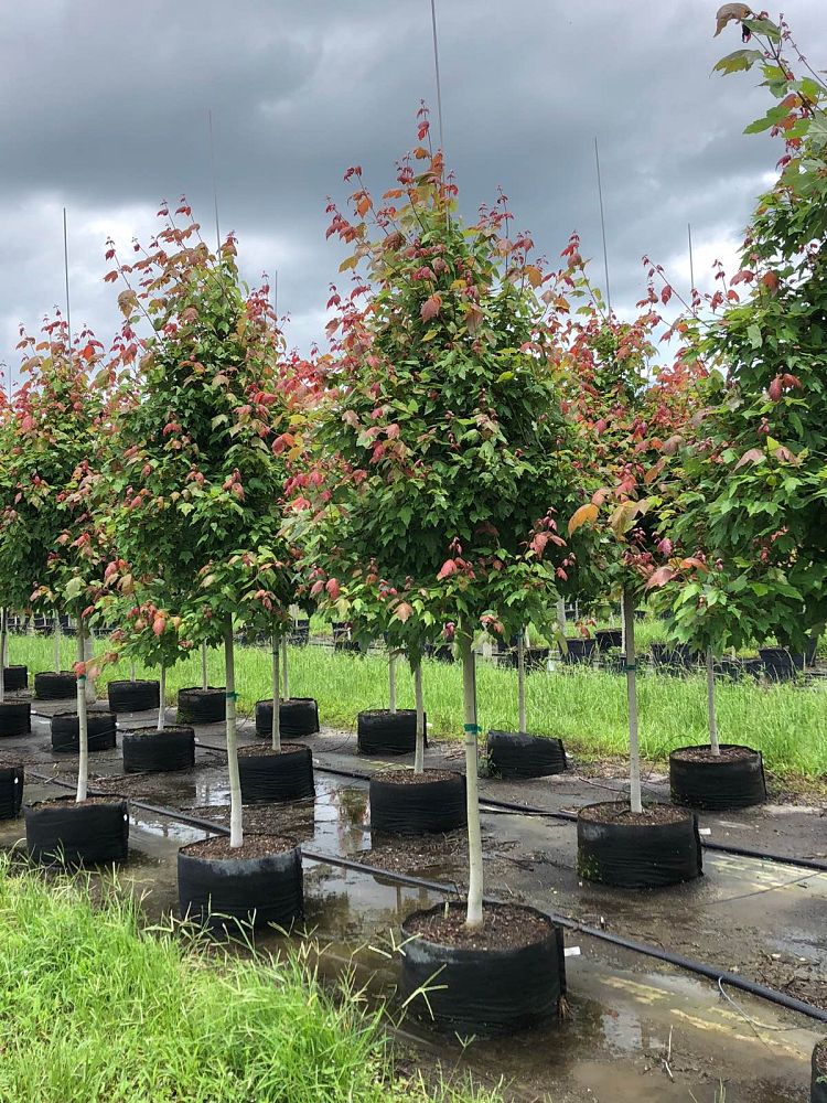 acer-rubrum-florida-flame-red-maple