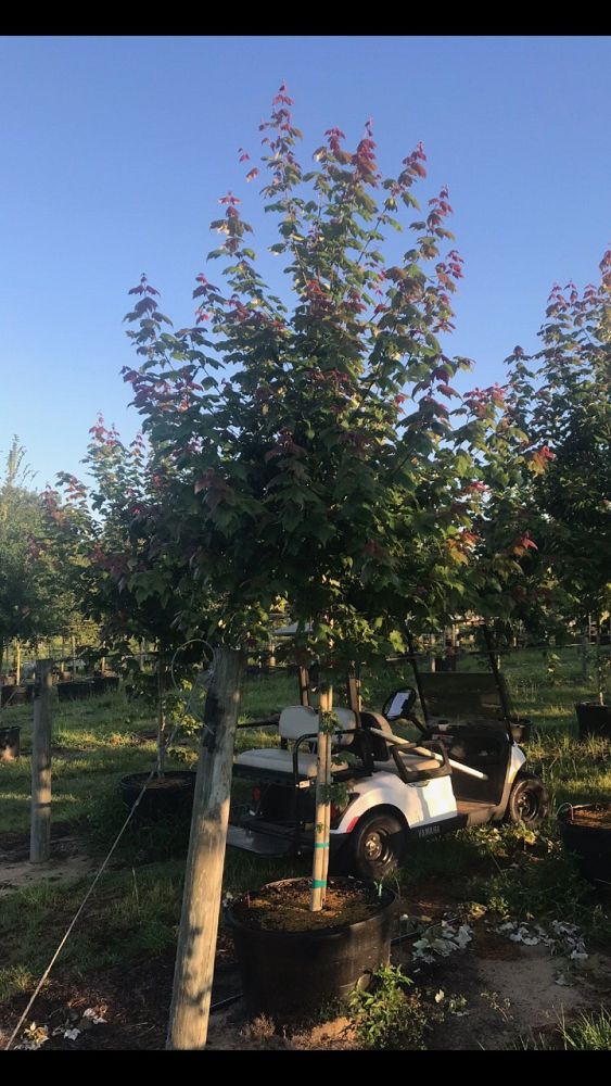 acer-rubrum-florida-flame-red-maple