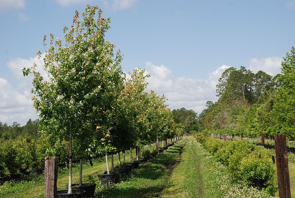 acer-rubrum-florida-flame-red-maple