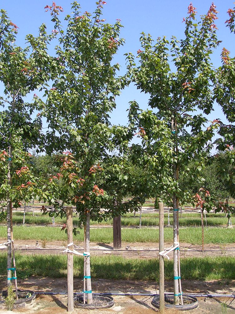 acer-rubrum-florida-flame-red-maple