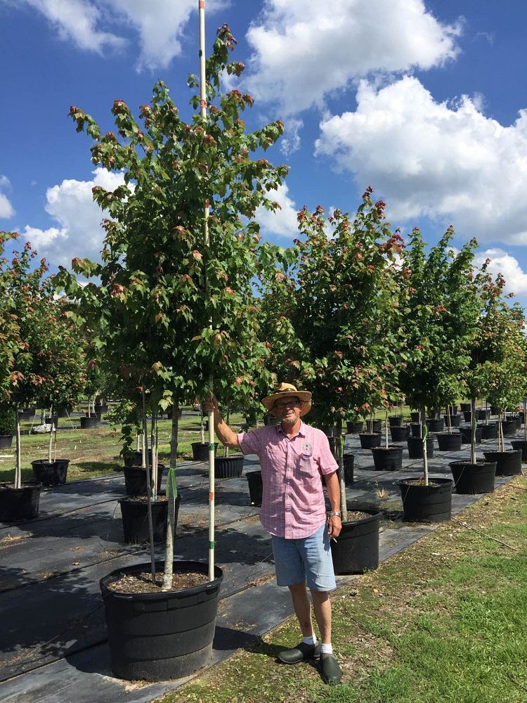 acer-rubrum-florida-flame-red-maple