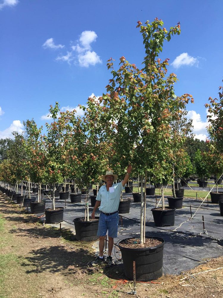 acer-rubrum-florida-flame-red-maple