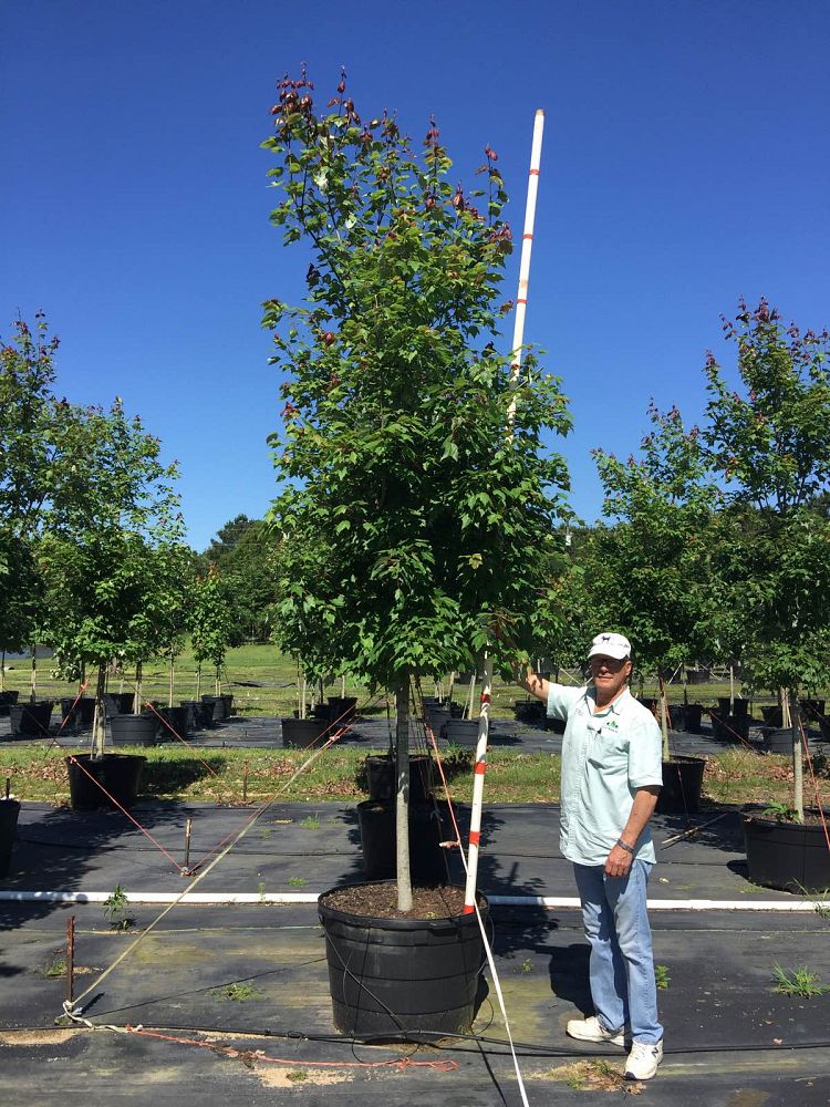acer-rubrum-florida-flame-red-maple