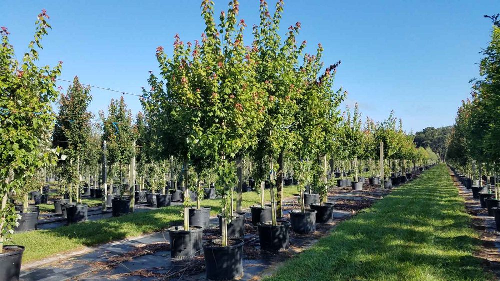 acer-rubrum-florida-flame-red-maple
