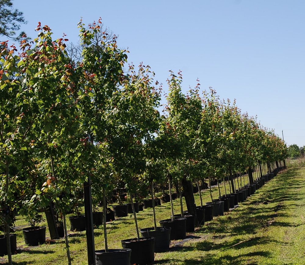 acer-rubrum-florida-flame-red-maple