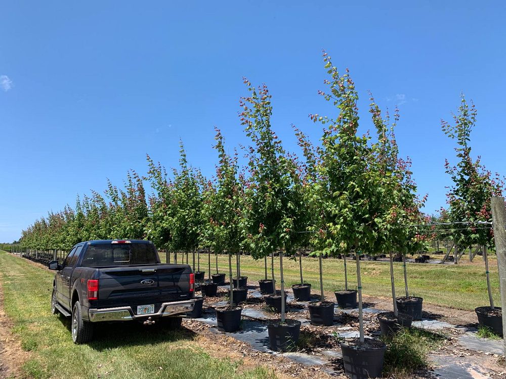 acer-rubrum-florida-flame-red-maple