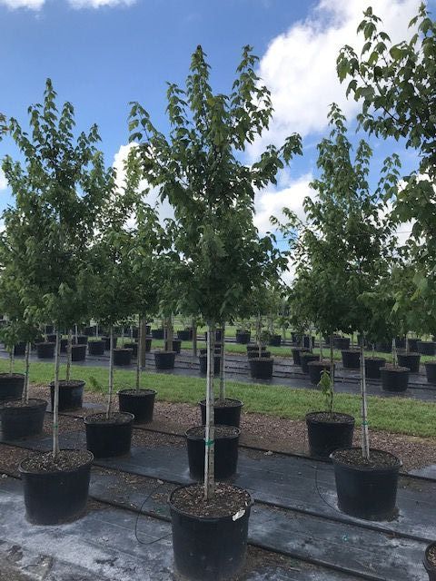 acer-rubrum-florida-flame-red-maple