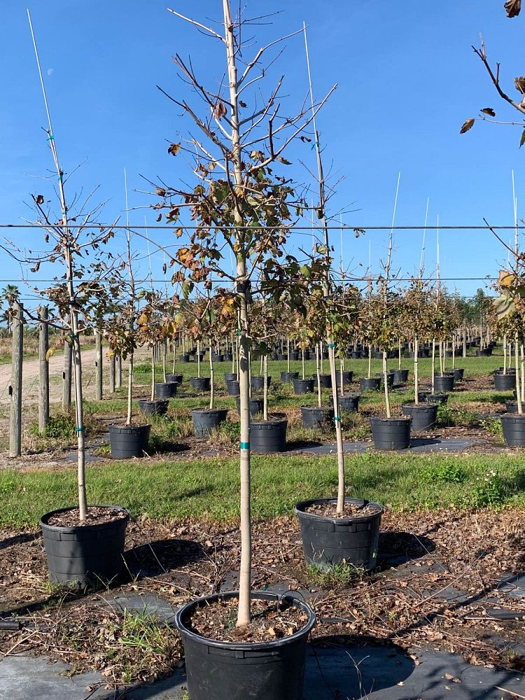 acer-rubrum-florida-flame-red-maple