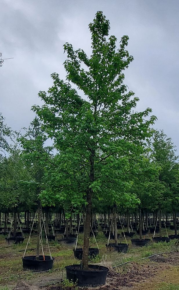 acer-rubrum-florida-flame-red-maple