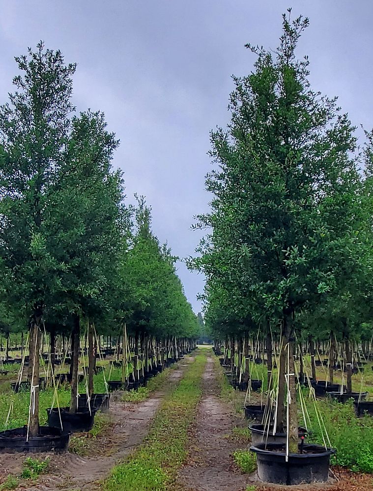 acer-rubrum-florida-flame-red-maple