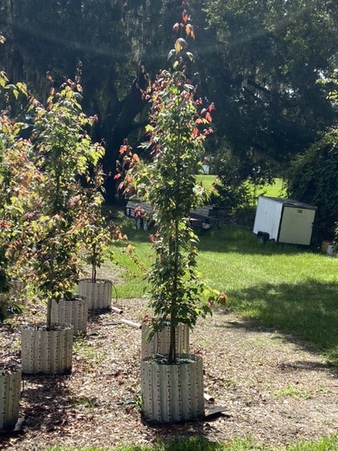 acer-rubrum-florida-flame-red-maple