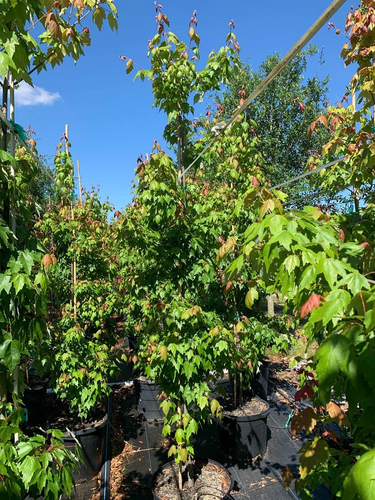 acer-rubrum-florida-flame-red-maple