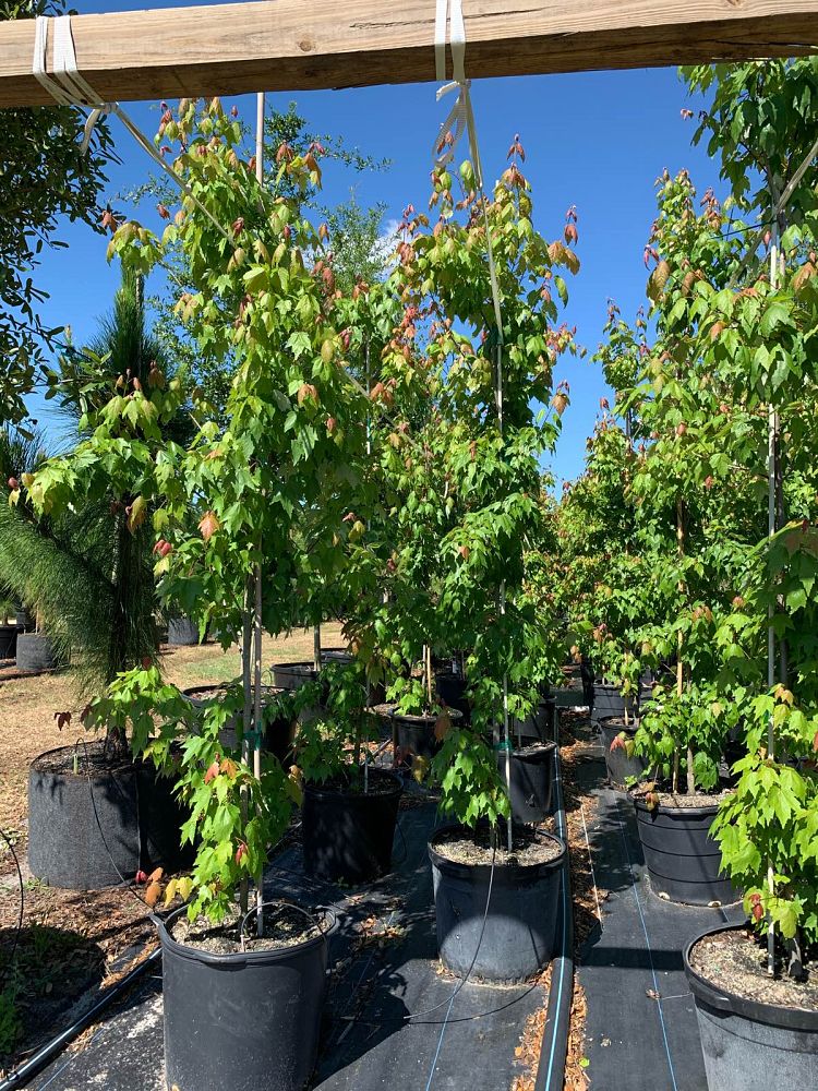 acer-rubrum-florida-flame-red-maple
