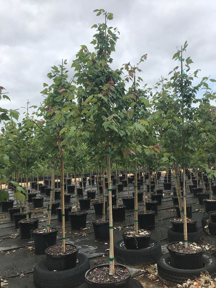 acer-rubrum-florida-flame-red-maple