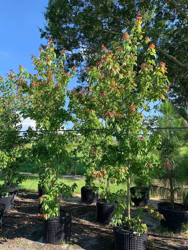 acer-rubrum-florida-flame-red-maple