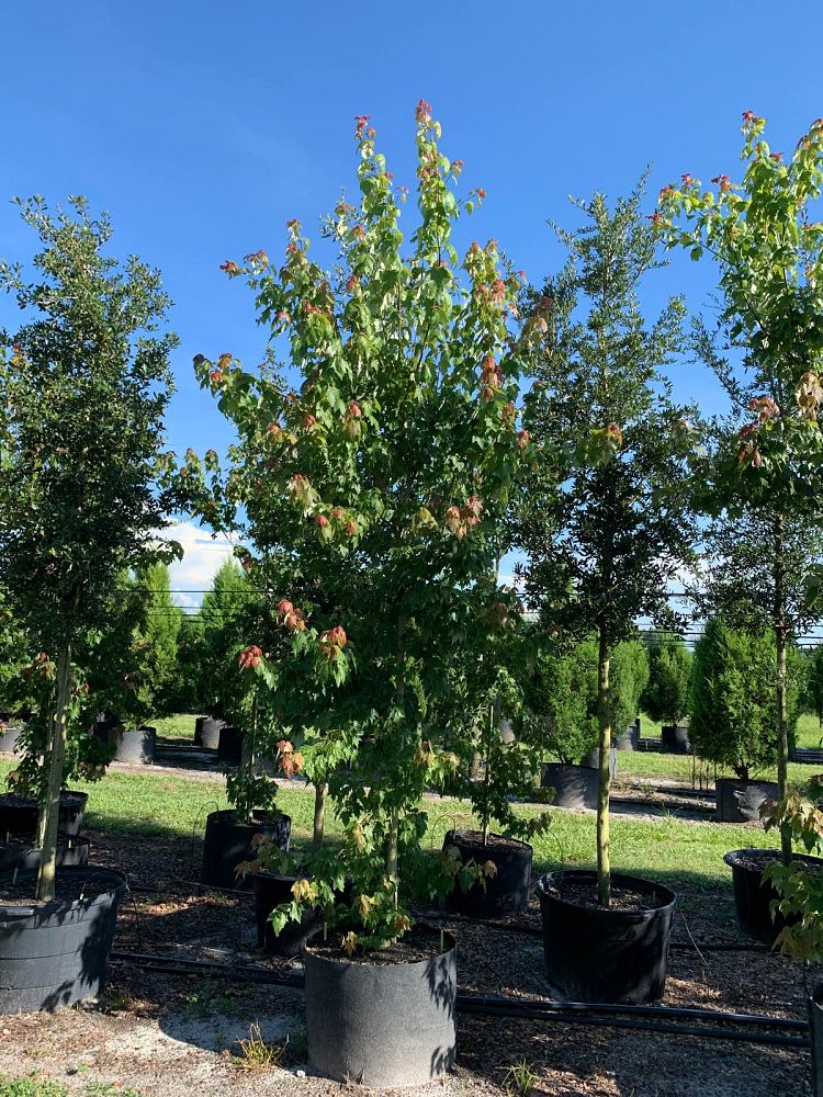 acer-rubrum-florida-flame-red-maple