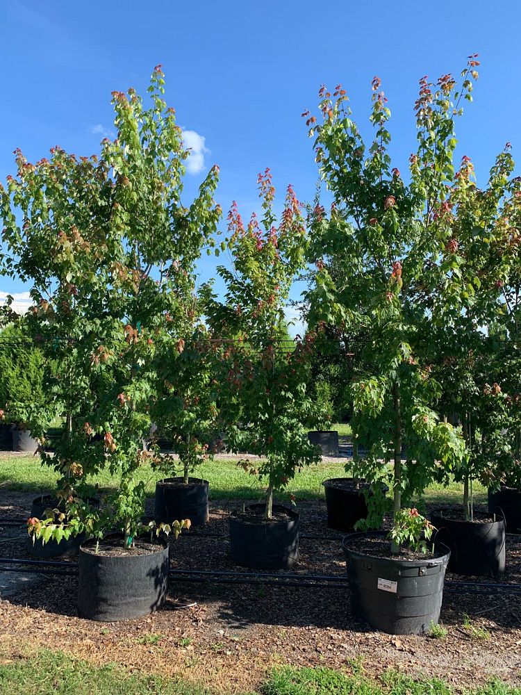acer-rubrum-florida-flame-red-maple