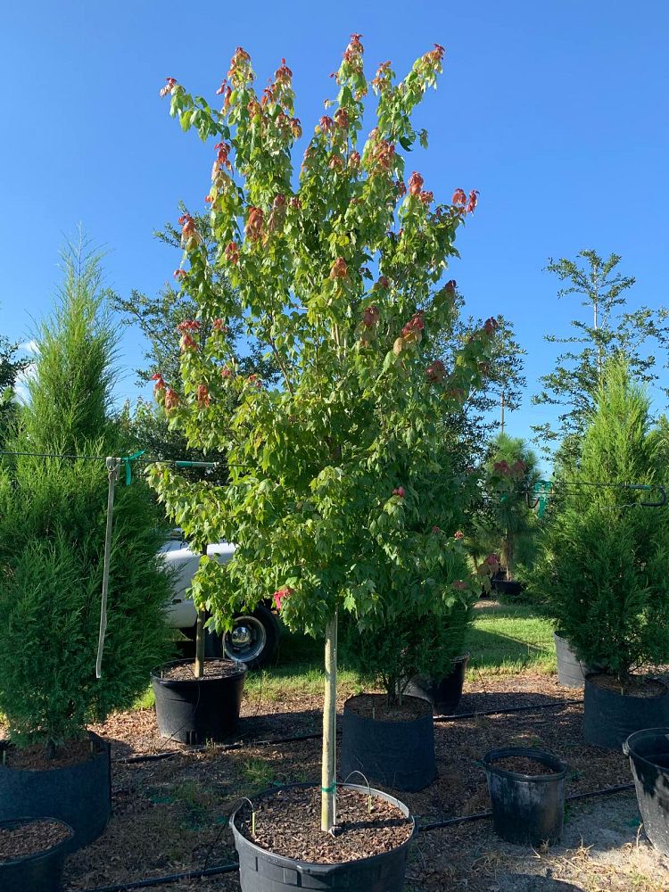 acer-rubrum-florida-flame-red-maple