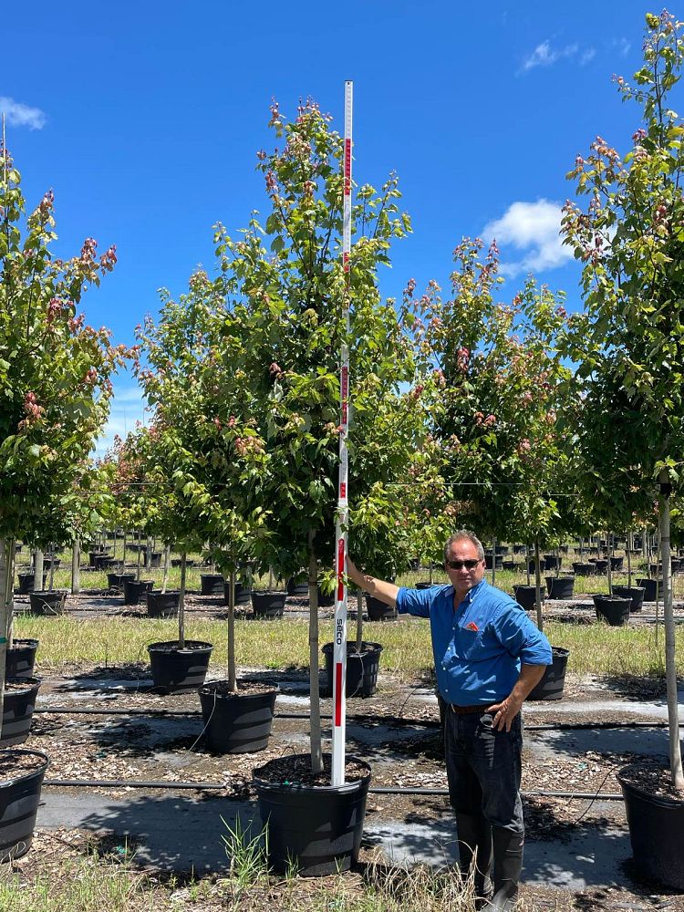 acer-rubrum-florida-flame-red-maple