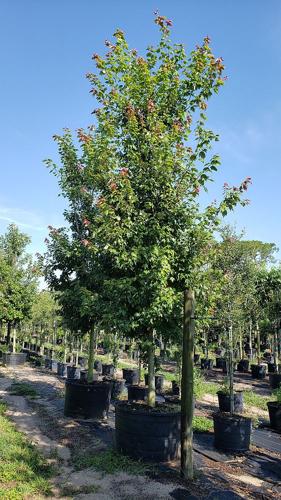 acer-rubrum-florida-flame-red-maple