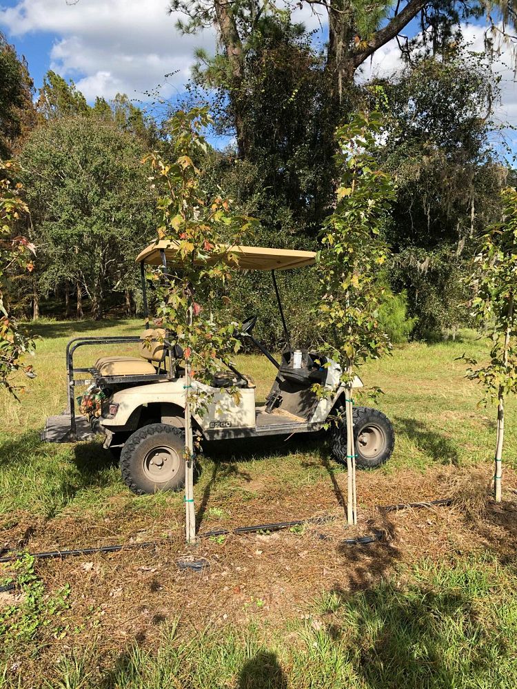 acer-rubrum-florida-flame-red-maple