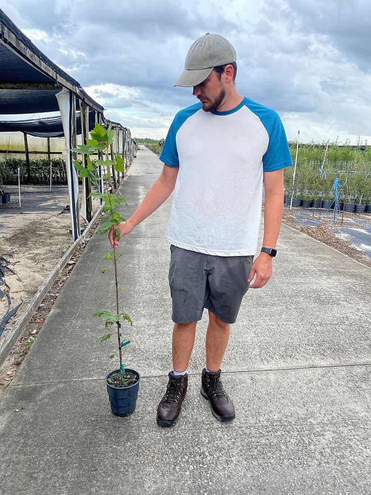 acer-rubrum-florida-flame-red-maple