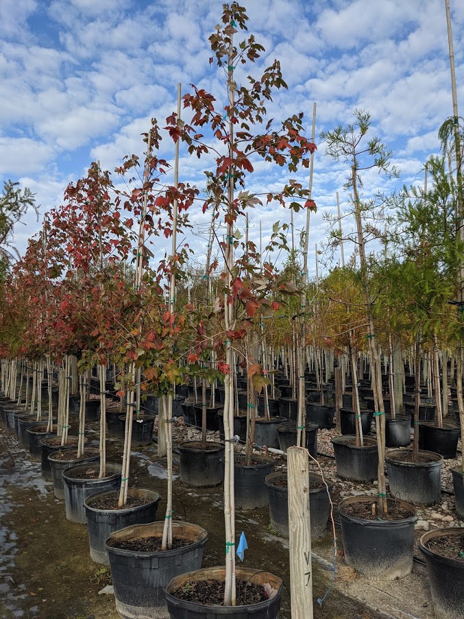 acer-rubrum-florida-flame-red-maple