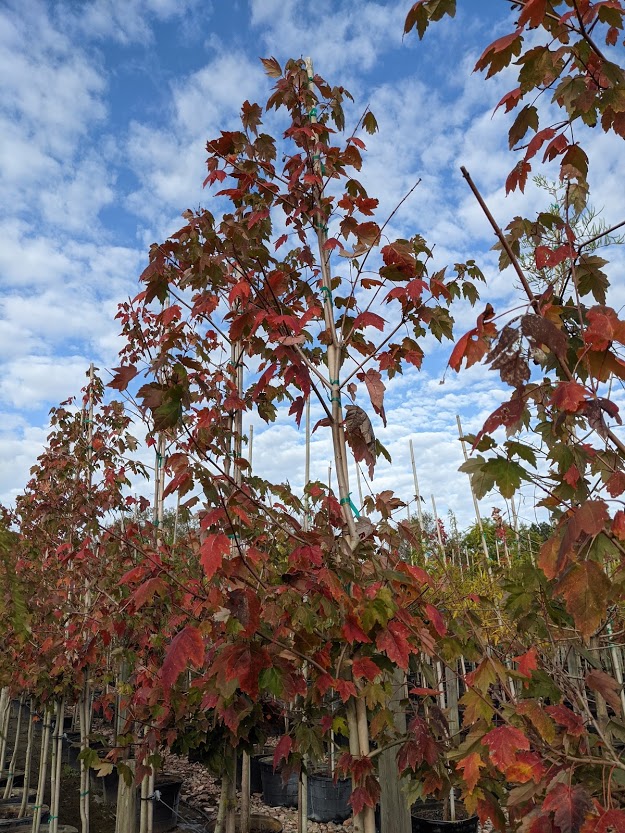 acer-rubrum-florida-flame-red-maple