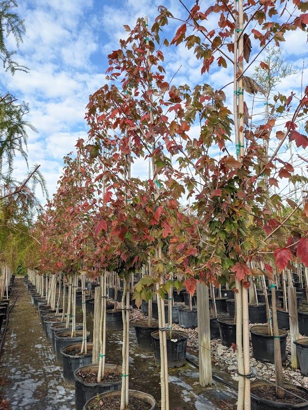 acer-rubrum-florida-flame-red-maple