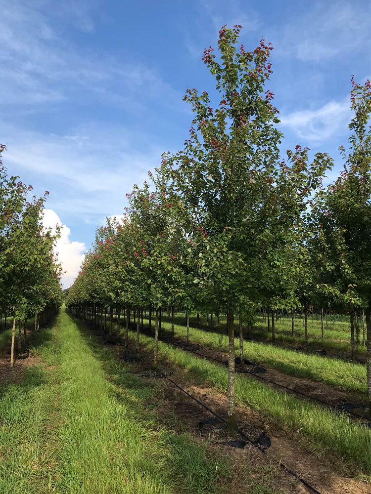 acer-rubrum-florida-flame-red-maple