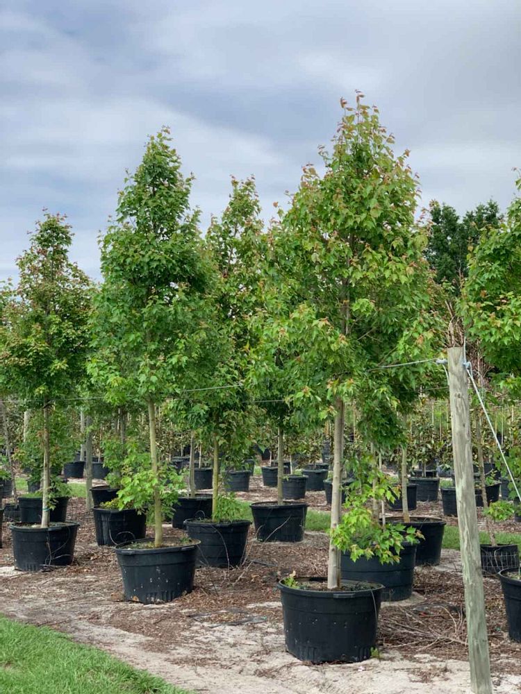 acer-rubrum-florida-flame-red-maple