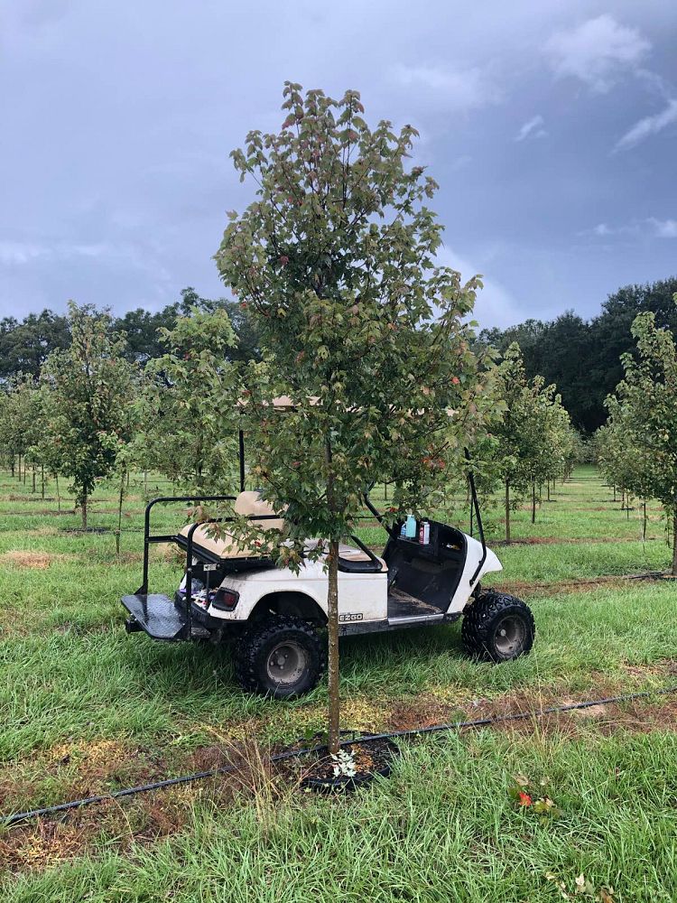 acer-rubrum-florida-flame-red-maple