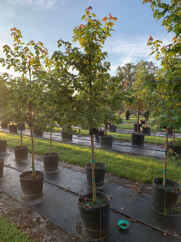 acer-rubrum-florida-flame-red-maple